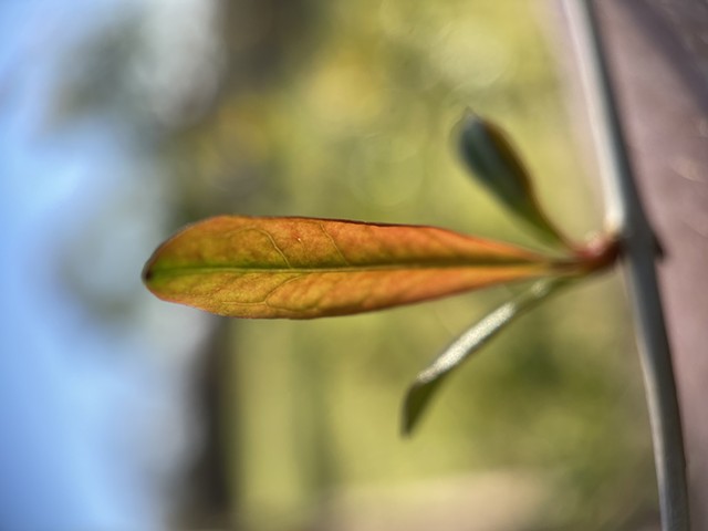 pomegranate leaf