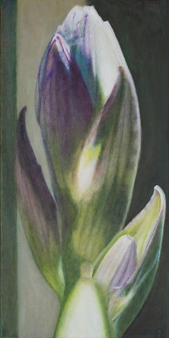 Hosta Bud