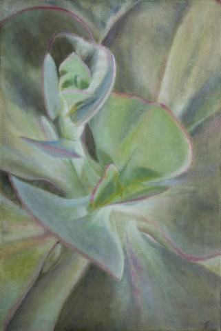 Close up of green/grey succulent