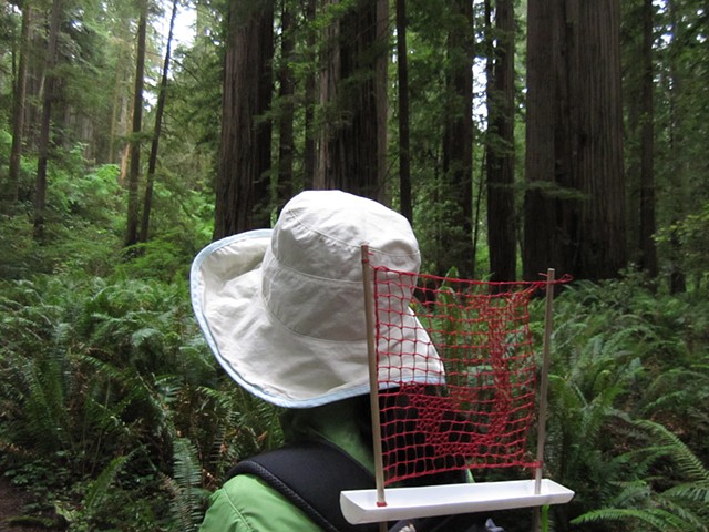 fog catcher redwood