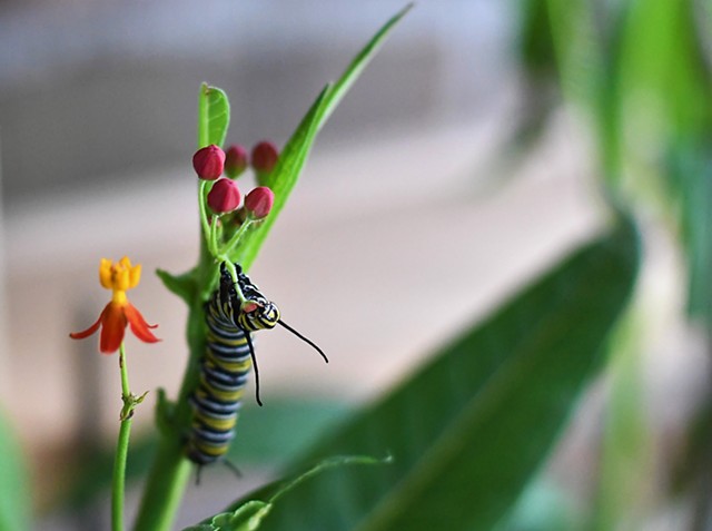 Monarch Caterpillar eating milkweed