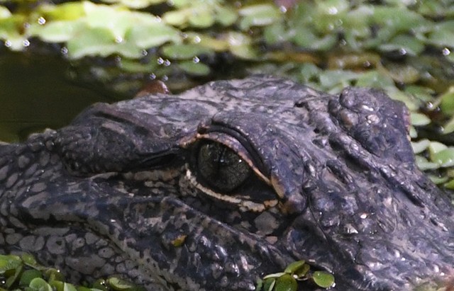 Alligator -Avery Island, LA