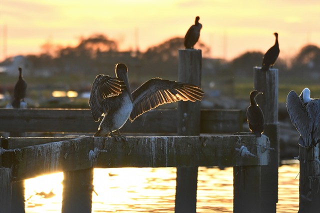 Water birds at sunset -New Orleans, LA