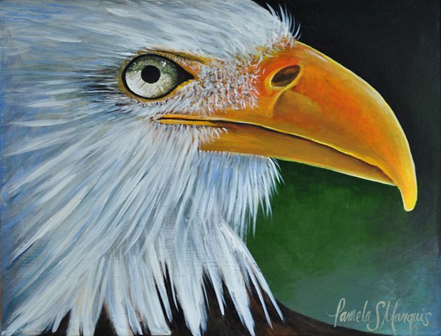 Bald Eagle