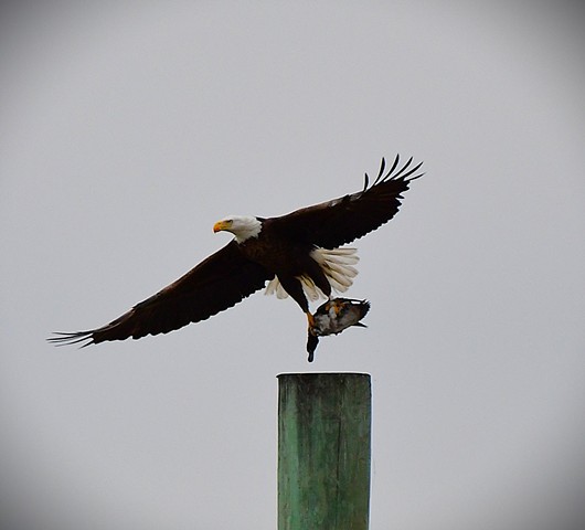 Bald eagle and mallard