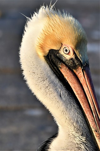 Pelican at lakefront New Orleans, LA