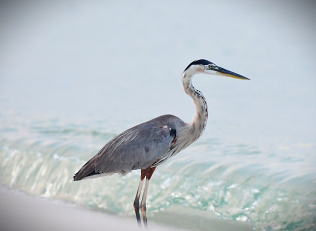Great Blue Heron - Pensacola, Fla.