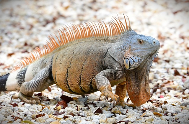 "Old Man" Iguana- Key Largo, Florida- July 2025