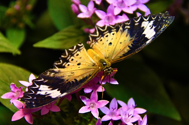 Butterfly - Smithsonian Washington, DC