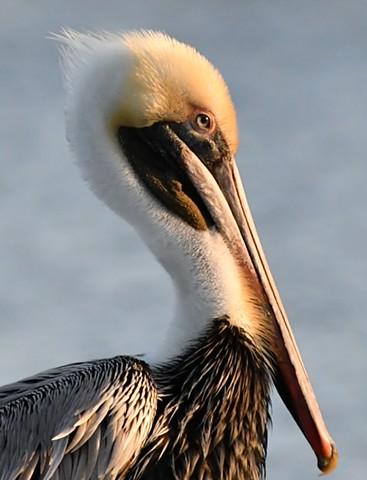 Pelican in the morning sun at Bonnabel boat launch -Metairie, LA