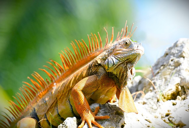 Iguana-Key Largo