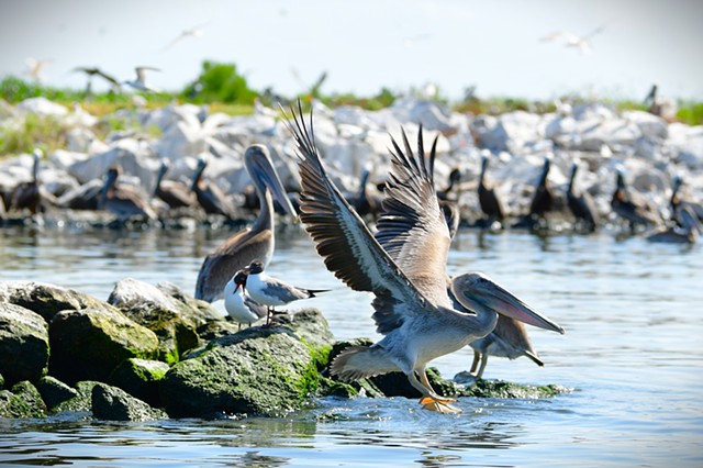 Bird Island2