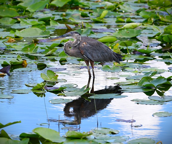 Great Blue Heron Everglades, Florida -July, 2025