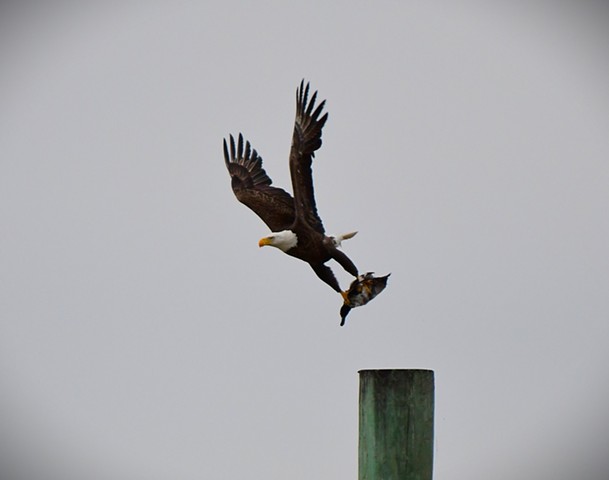 Bald Eagle