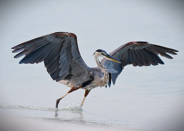 Great Blue Hero- Pensacola, Fla.,