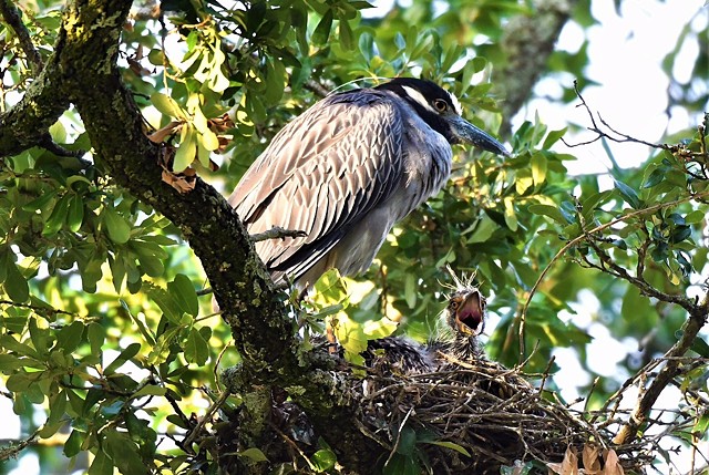 Hungry night heron chick with parent -Metairie, LA