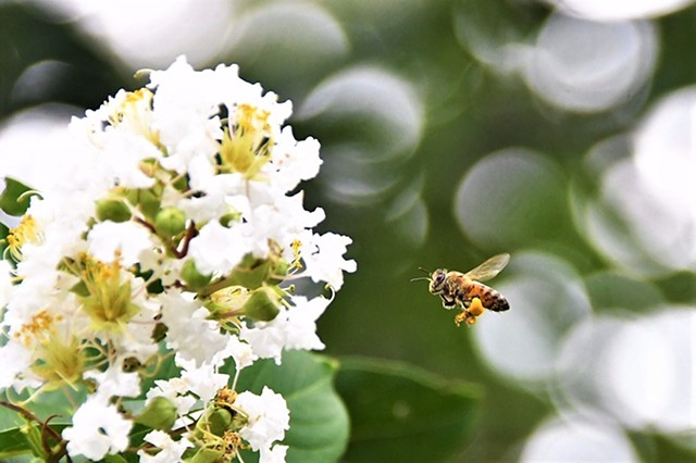 Honey bee with crepe myrtle
