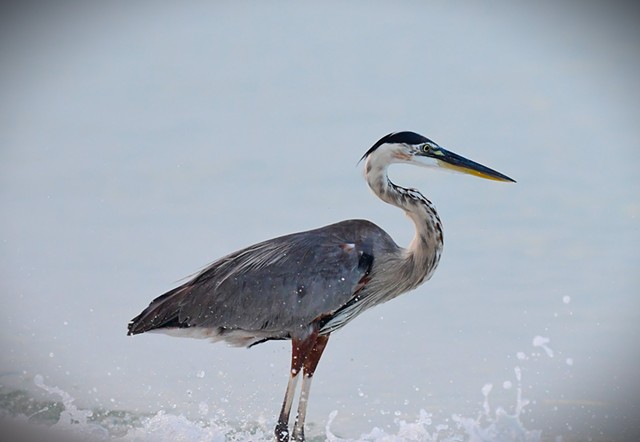 Great Blue Heron - Pensacola, Fla.