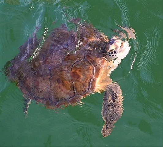 Sea turtle -Pensacola, FL
