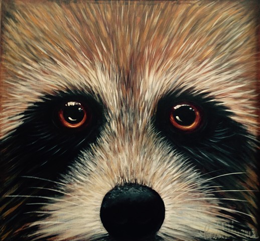 Raccoon