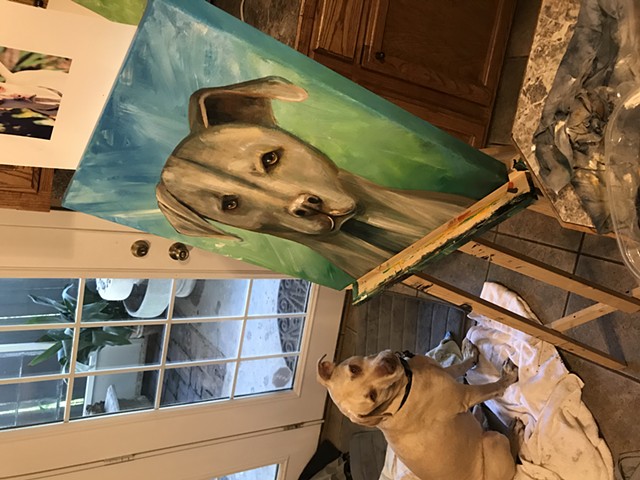 My Granddog Archie, posing for his portrait