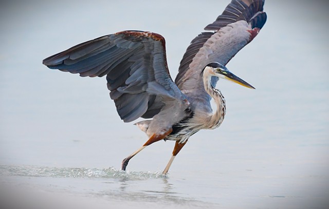 Great Blue Heron - Pensacola, Fla.