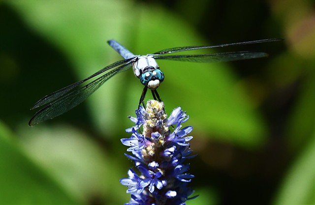 Dragonfly -Metairie, LA