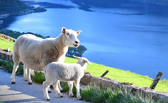 Sheep on roadway- Flam, Norway