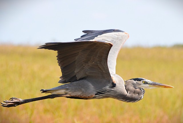 Great Blue Heron- Everglades, Fl.