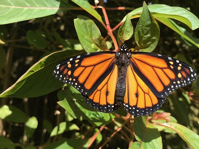 Male monarch -Metairie, LA