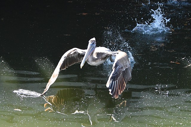 Pelican at City Park New Orleans, LA
