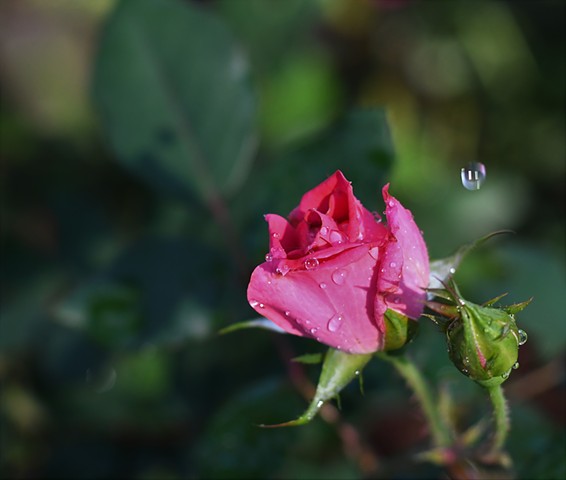 Rosebuds in the rain -Metairie, LA