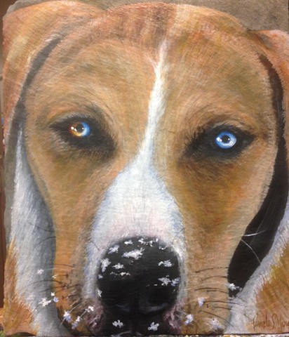 Pet portrait