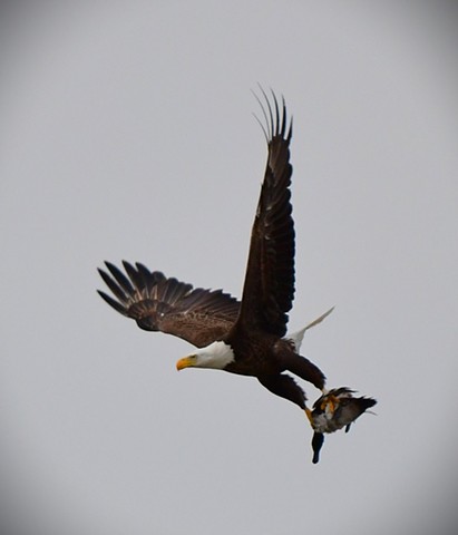 Bald Eagle and mallard