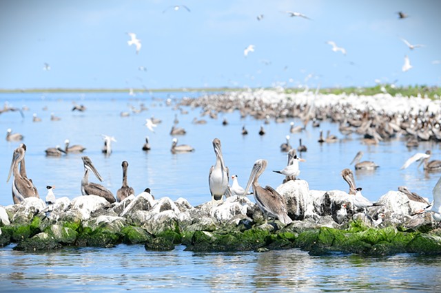 Bird Island4