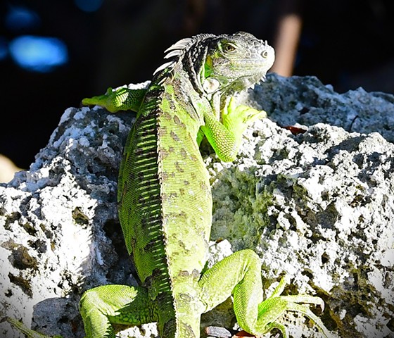 Iguana Key Largo