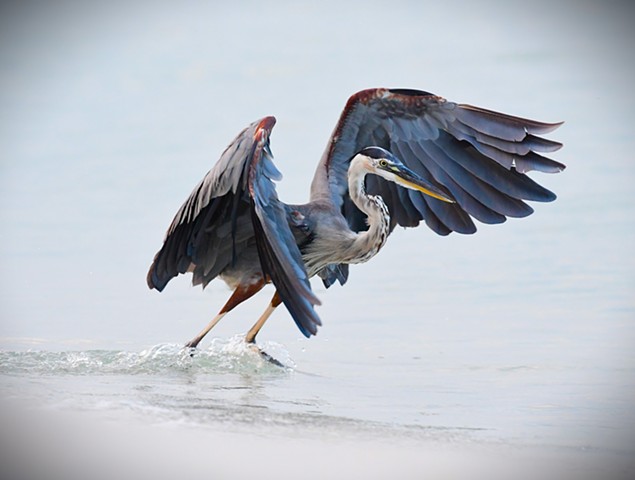Great Blue Heron -Pensacola, Fla.