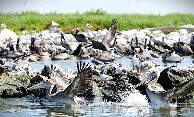 Bird Island2