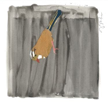 Chipping Sparrow on Dark Grey