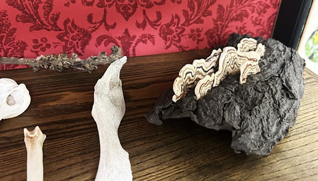 Wonder Cabinet 1, detail with sculpted bark and shelf mushroom