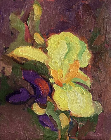 Yellow iris with faded purple iris
