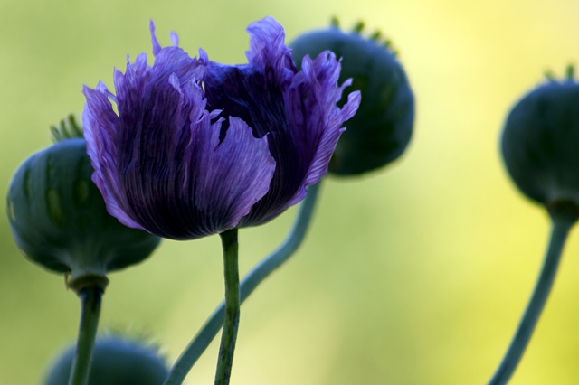 Opium Poppy Papaver somniferum