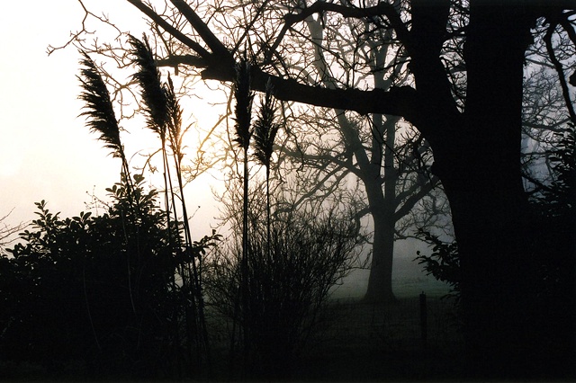 Trees in Mist#2