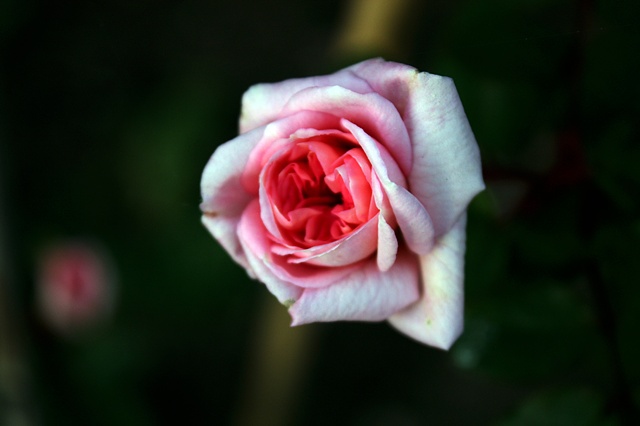 Tea Rose Rosa, Rosaceae