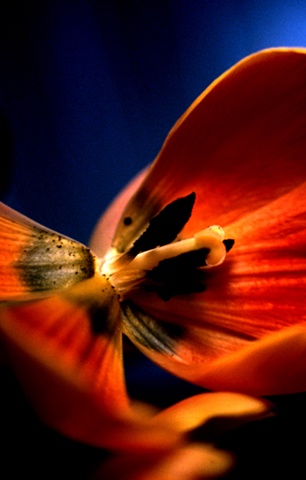 Tulip Tulipa