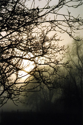 Trees in Mist #9