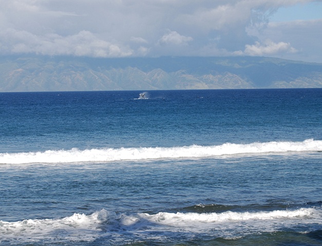 Humpback Whale Tail