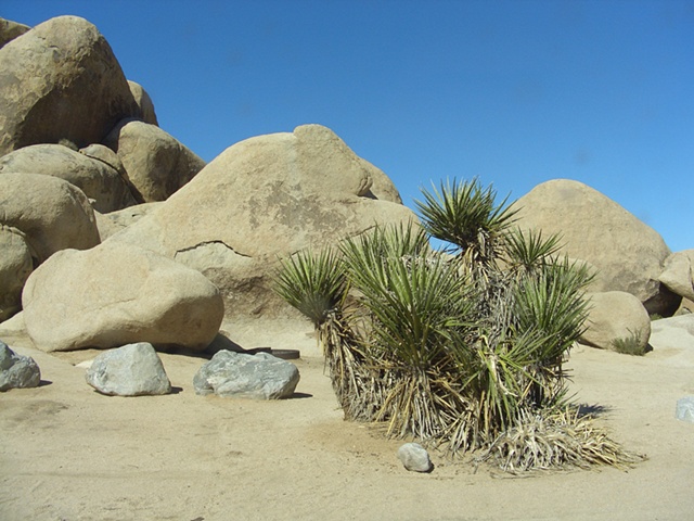 Untitled
Joshua Tree, CA