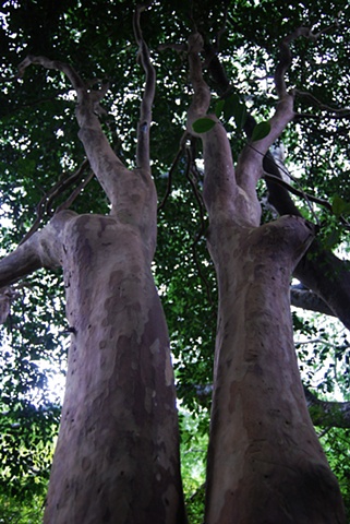 Twin Trees