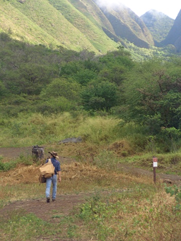 Hawaiian Cowboy
Maui, HI